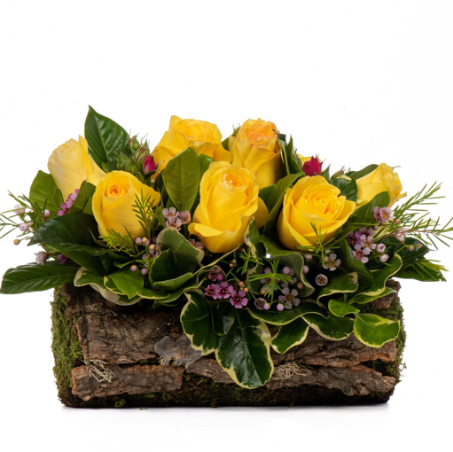 12 ROSAS AMARILLAS EN TRONCO