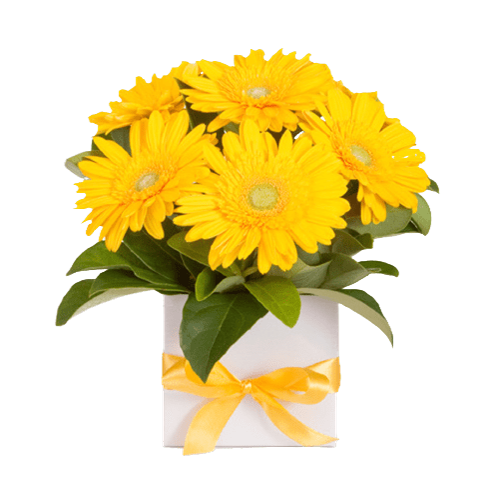 BOX DE GERBERAS AMARILLAS