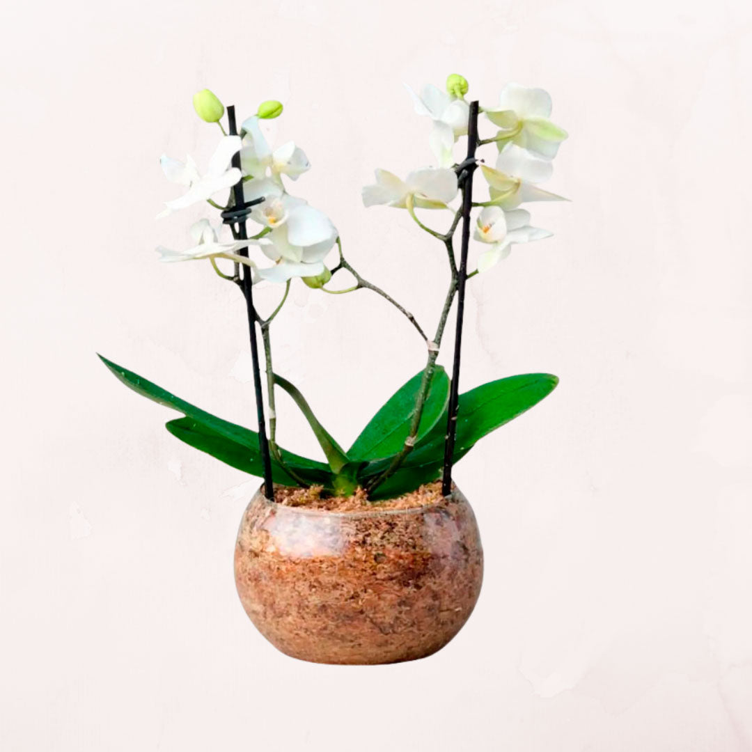 Orquídeas