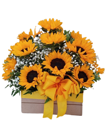 CAJON DE 15 GIRASOLES Y GYPSUPHILIA