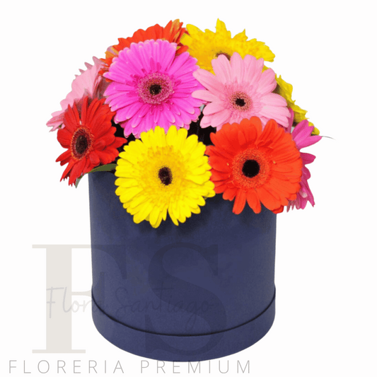 Box con 10 gerberas multi color