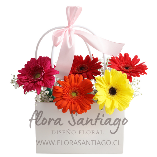 Arreglo Cartera con 5 gerberas de colores