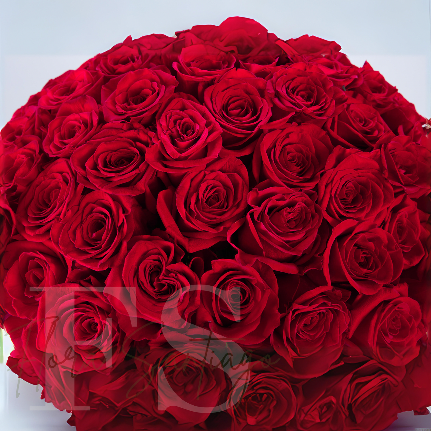 Ramo con 100 rosas rojas