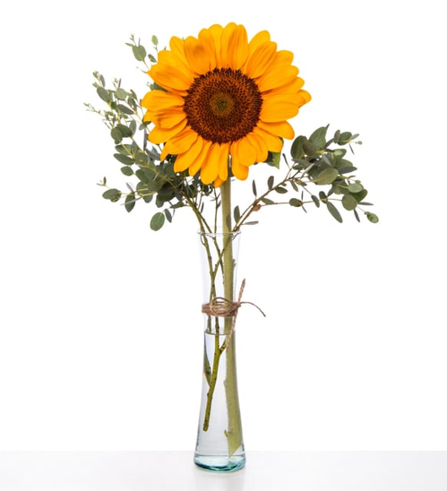 FLORERITO DE 1 GIRASOL