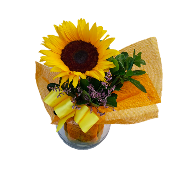 GIRASOL EN PECERA DE VIDRIO