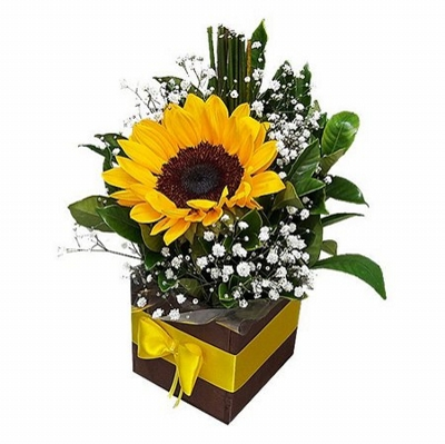 MINI BOX DE 1 GIRASOL CON GYPSUPHILIA