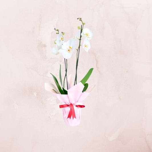 Orquídea Rosa de dos varas